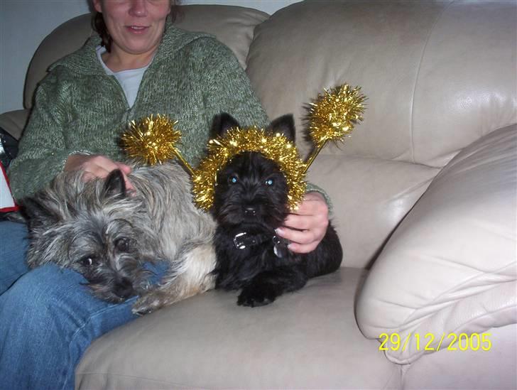 Cairn terrier Loui billede 3