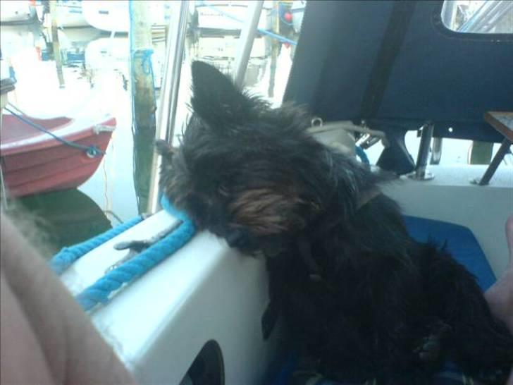 Cairn terrier Loui billede 5