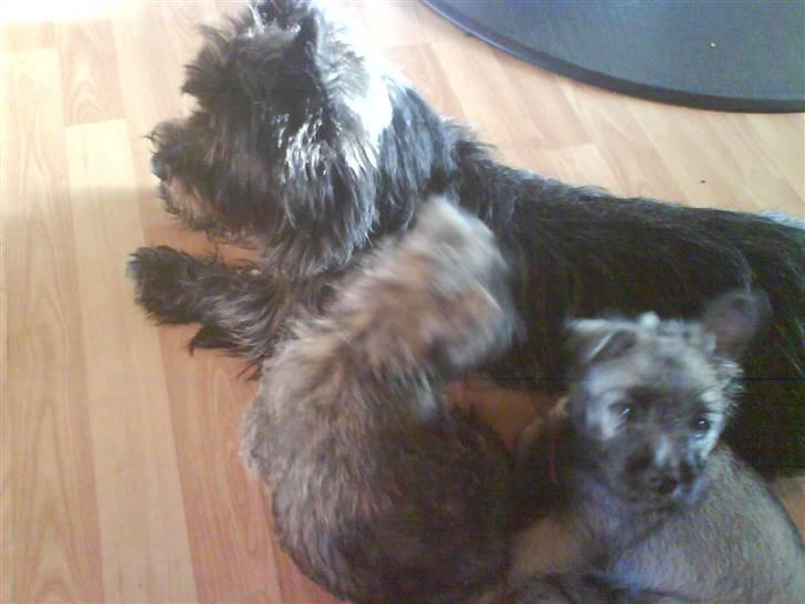 Cairn terrier Loui billede 6