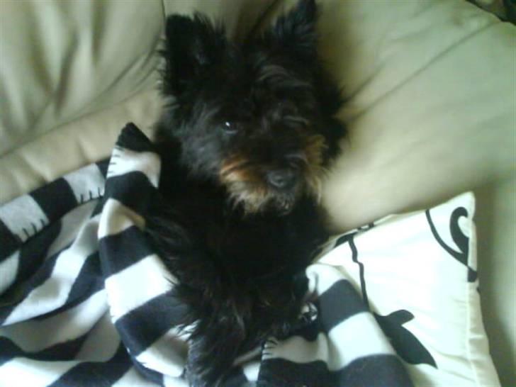 Cairn terrier Loui billede 7