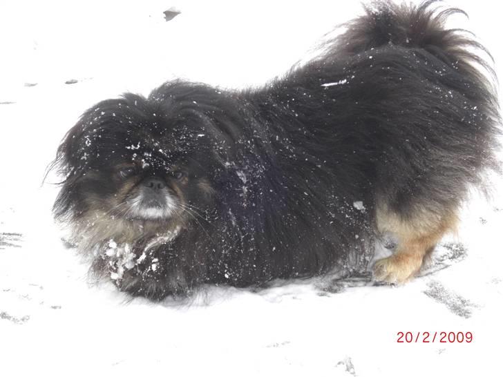 Pekingeser Gizmo - Gå tur og lege i høj sne det er bare mig. billede 1
