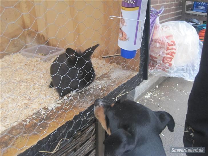 Blanding af racer Fimbe (Mormor's) - (13)   Jeg elsker min nye "lille bror" <3 billede 13