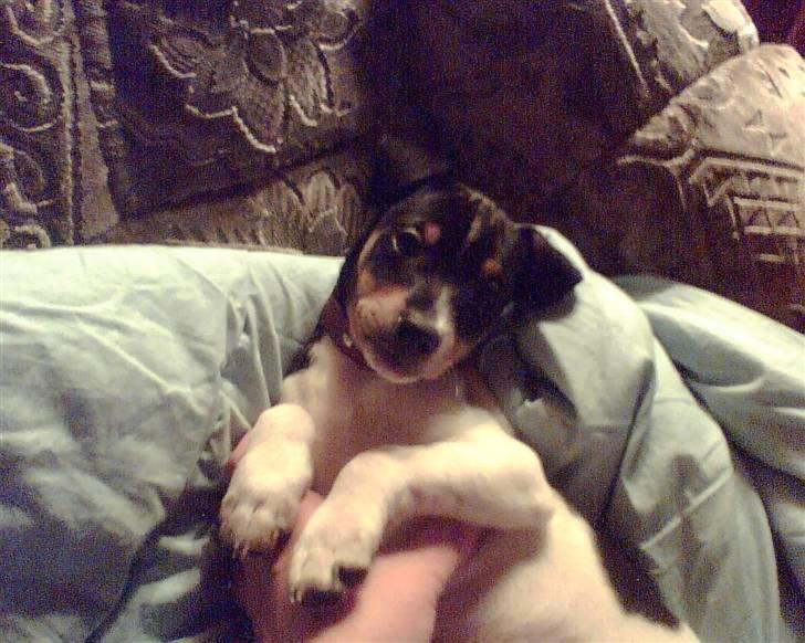 Blanding af racer Fimbe (Mormor's) - (14)   Mig som valp, er jeg ikke sød:D billede 14