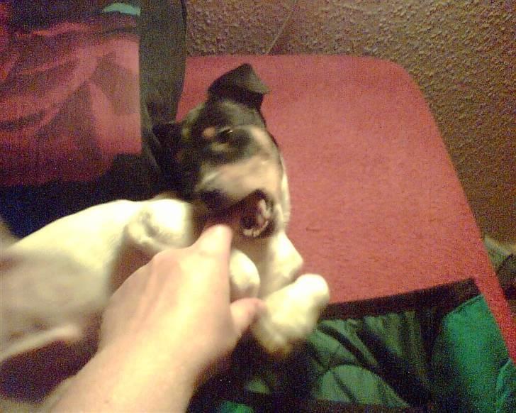 Blanding af racer Fimbe (Mormor's) - (15)   Moar. Du må ikke drille mig.  >:( billede 15