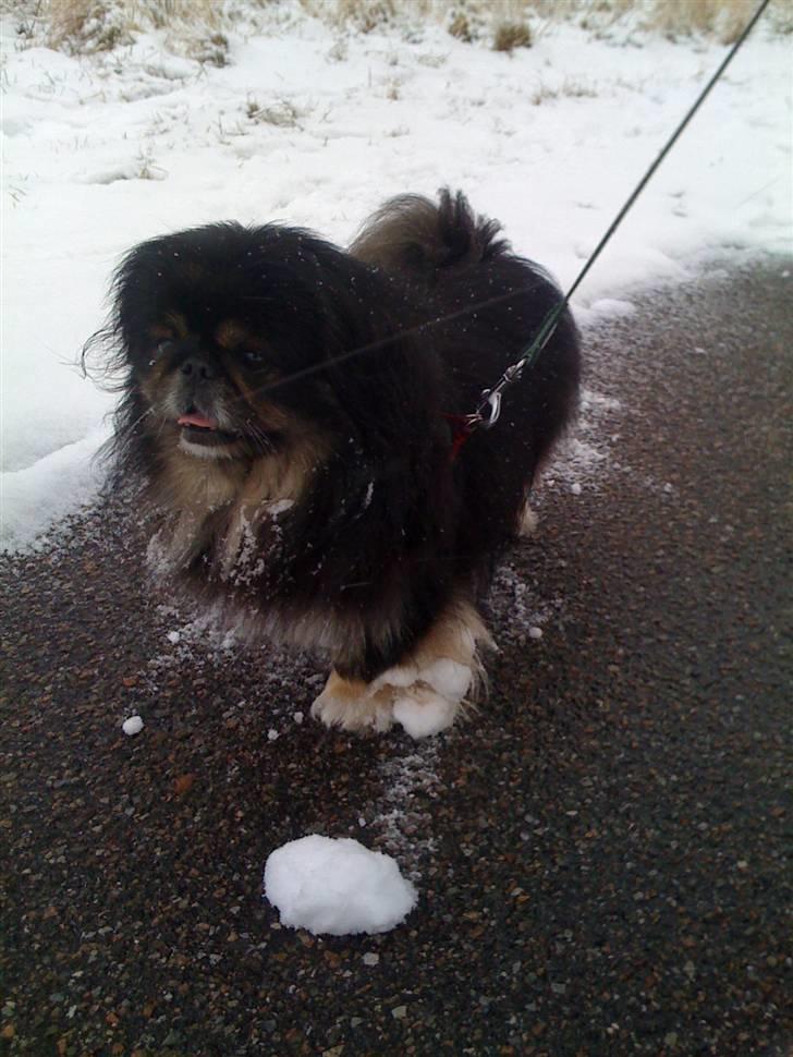 Pekingeser Gizmo - Se jeg kan også lave snebolde, men kan ikke kaste dem endnu billede 2
