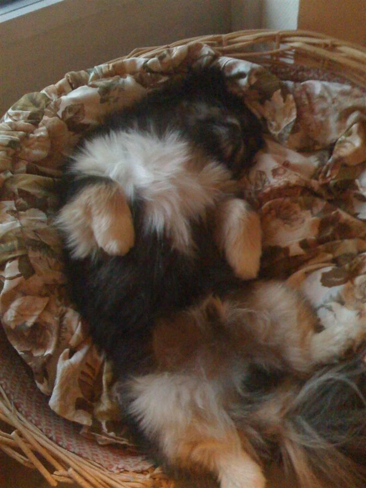 Pekingeser Gizmo - Det er vel tilladt at tage en napper midt på dagen, ja jeg er en dreng. billede 3