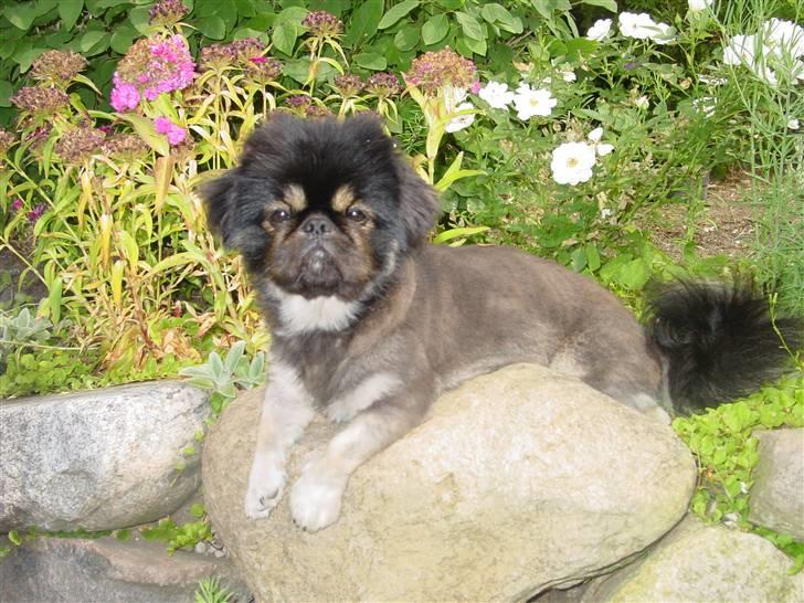 Pekingeser Gizmo - Det er bare mig her !!! og det er fan varmt så mor har klippet mig i sommerdres billede 4