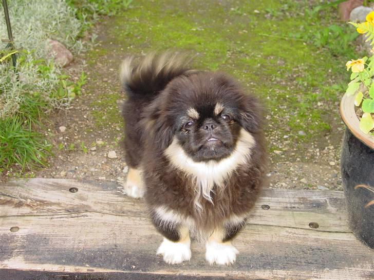 Pekingeser Gizmo - her er jeg næsten ny billede 5