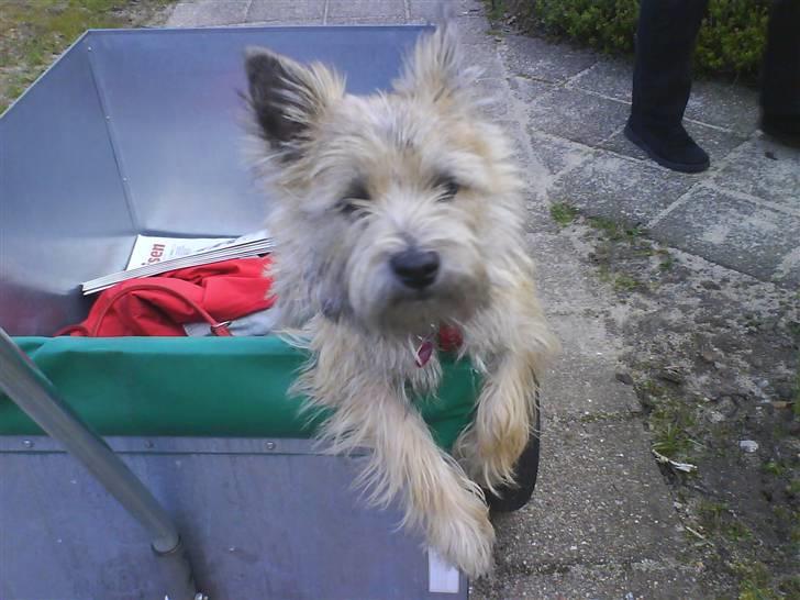 Cairn terrier Mathilde billede 7
