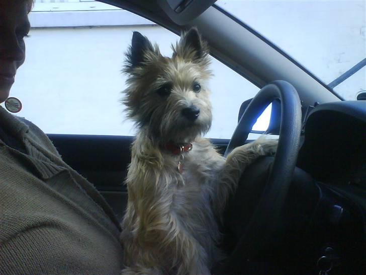 Cairn terrier Mathilde billede 8