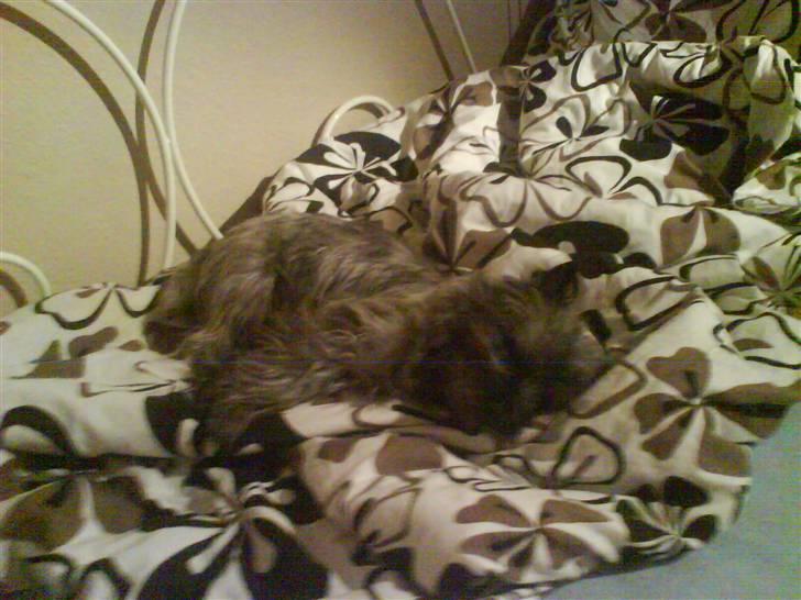 Cairn terrier Sam billede 7