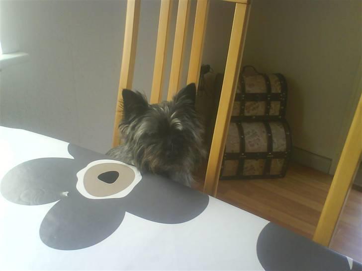 Cairn terrier Sam billede 8