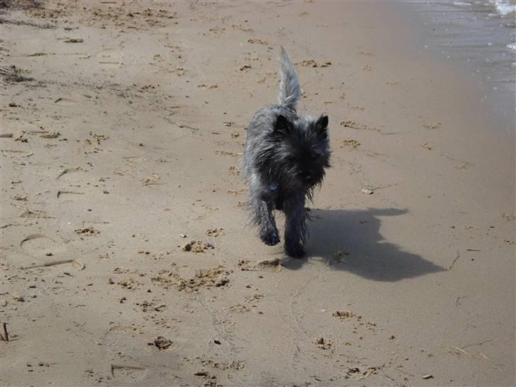 Cairn terrier Sam billede 9