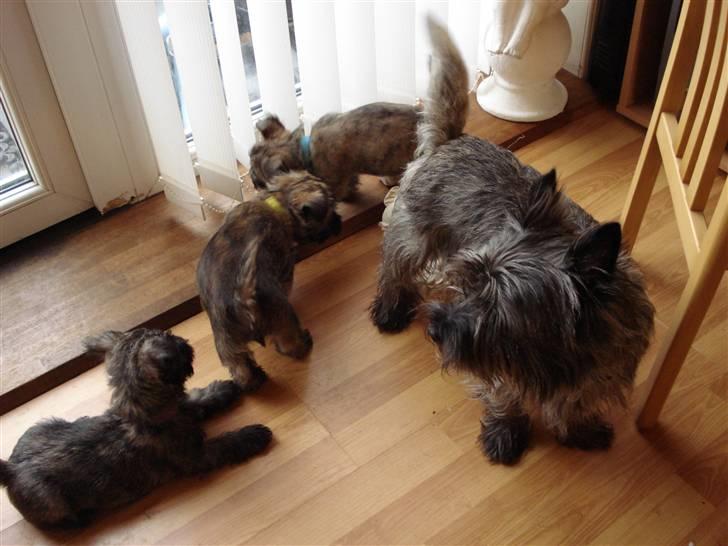 Cairn terrier Sam billede 10