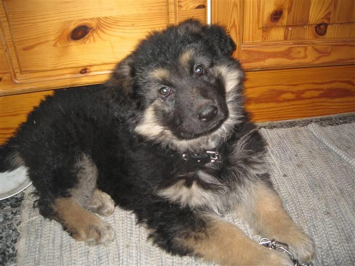 Schæferhund Besser billede 1