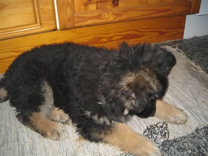 Schæferhund Besser billede 2