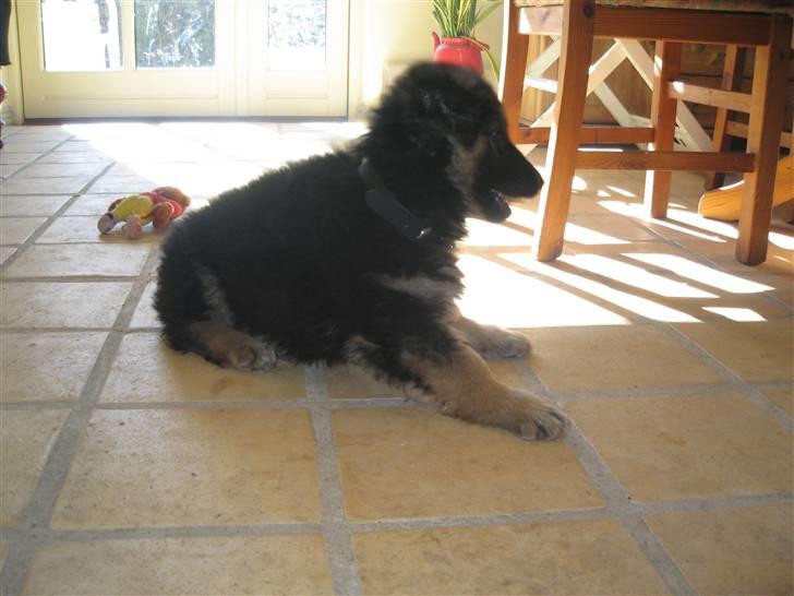 Schæferhund Besser billede 3