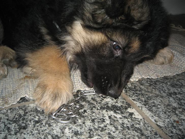 Schæferhund Besser billede 4