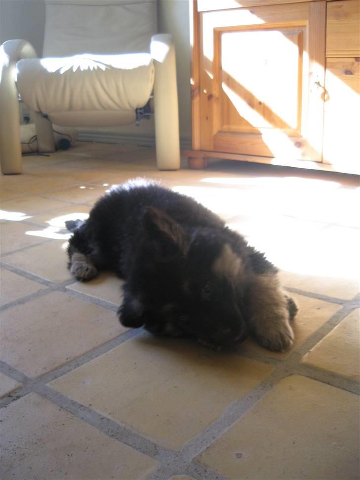 Schæferhund Besser billede 5