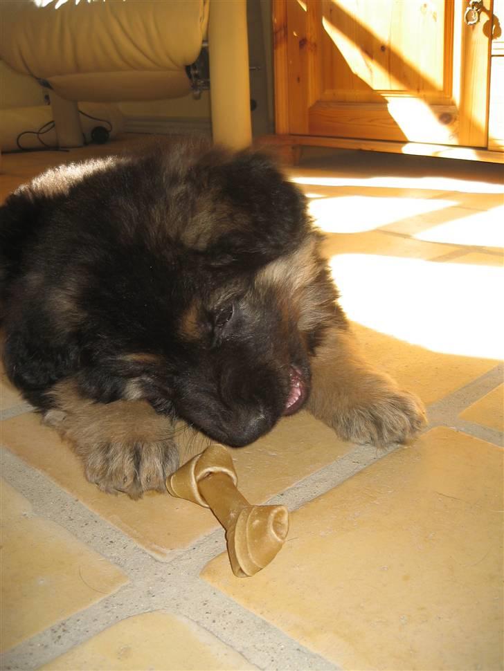 Schæferhund Besser billede 6