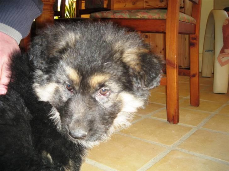 Schæferhund Besser billede 7