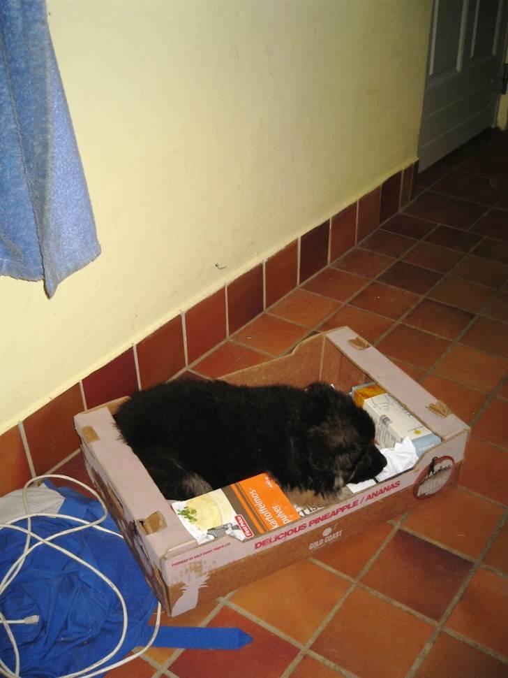 Schæferhund Besser billede 8