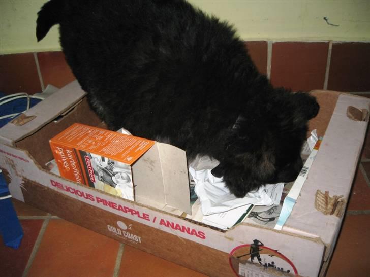 Schæferhund Besser billede 9