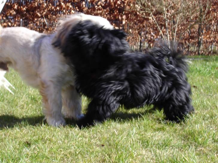 Shih tzu Taybes Coco|Solgt billede 10