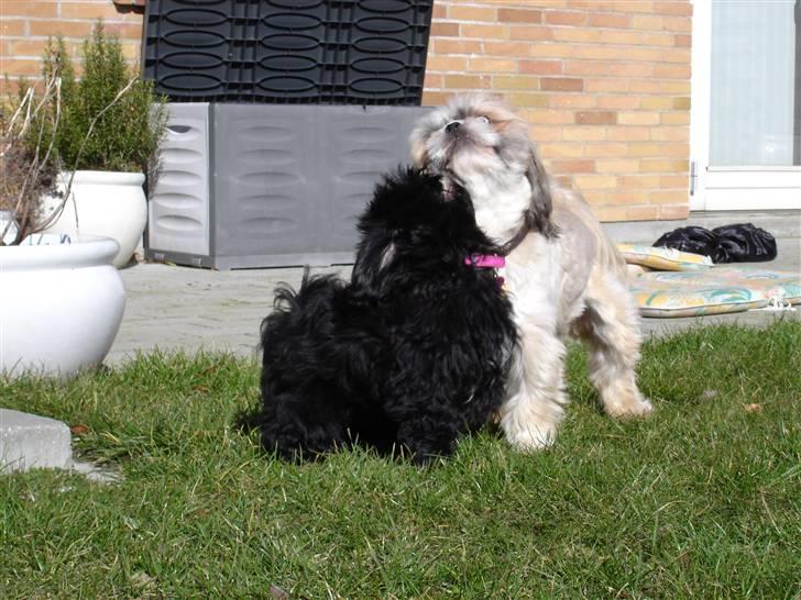 Shih tzu Taybes Coco|Solgt billede 11