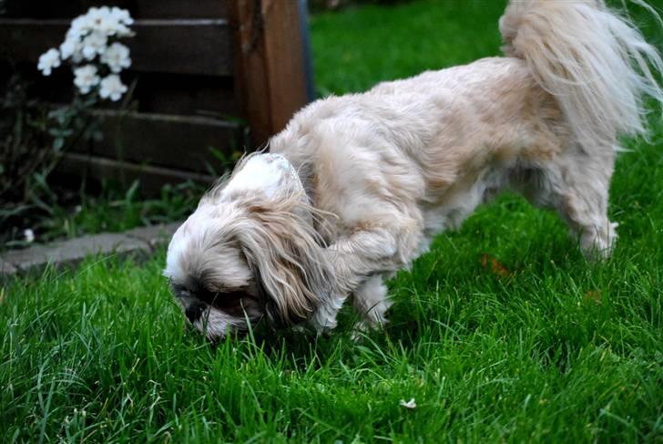 Shih tzu Taybes Laban - Foto; KNH - Foto. (Mig) billede 12