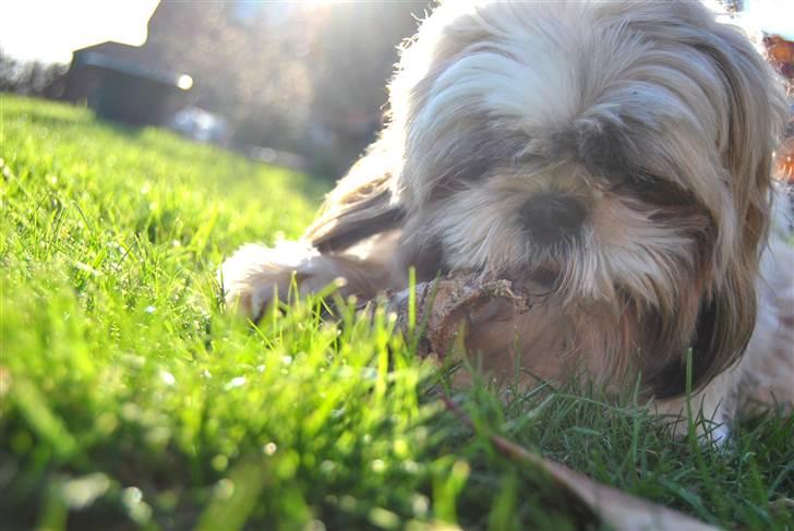Shih tzu Taybes Laban - Foto; KNH - Foto. (Mig) billede 4