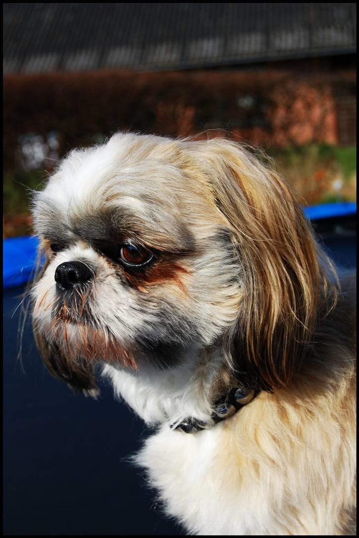 Shih tzu Taybes Laban - Foto; KNH - Foto. (Mig) billede 13