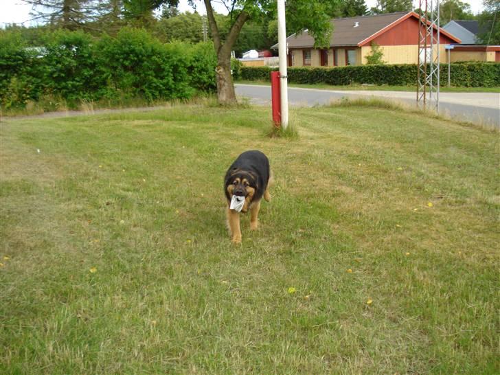 Blanding af racer rolf billede 14