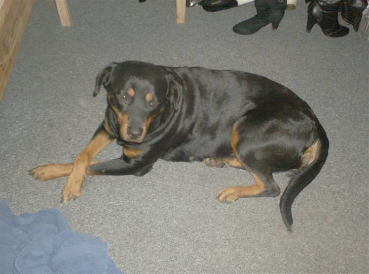 Rottweiler Tøsen aflivet 19-4-2010 billede 9