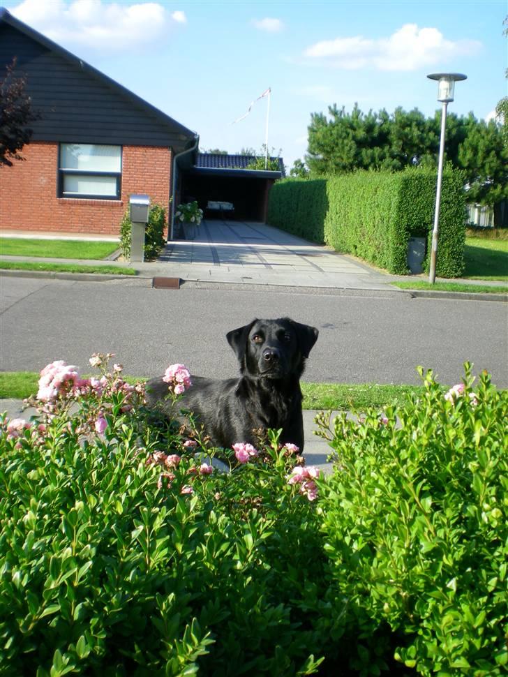 Labrador retriever Bella billede 15