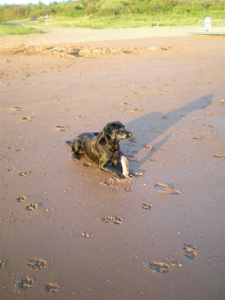 Labrador retriever Bella billede 16