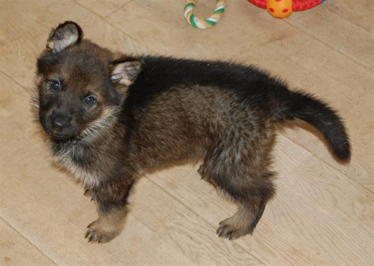 Schæferhund Hesselballe Olfert billede 2