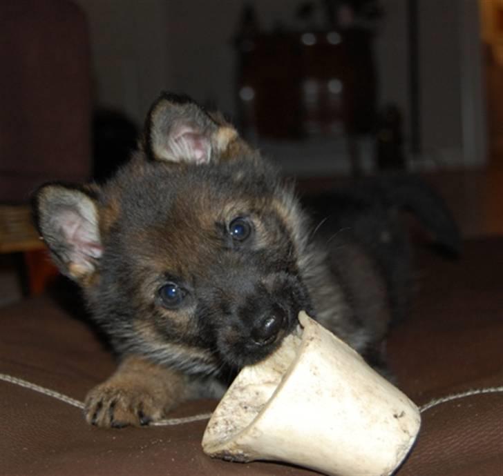 Schæferhund Hesselballe Olfert billede 3