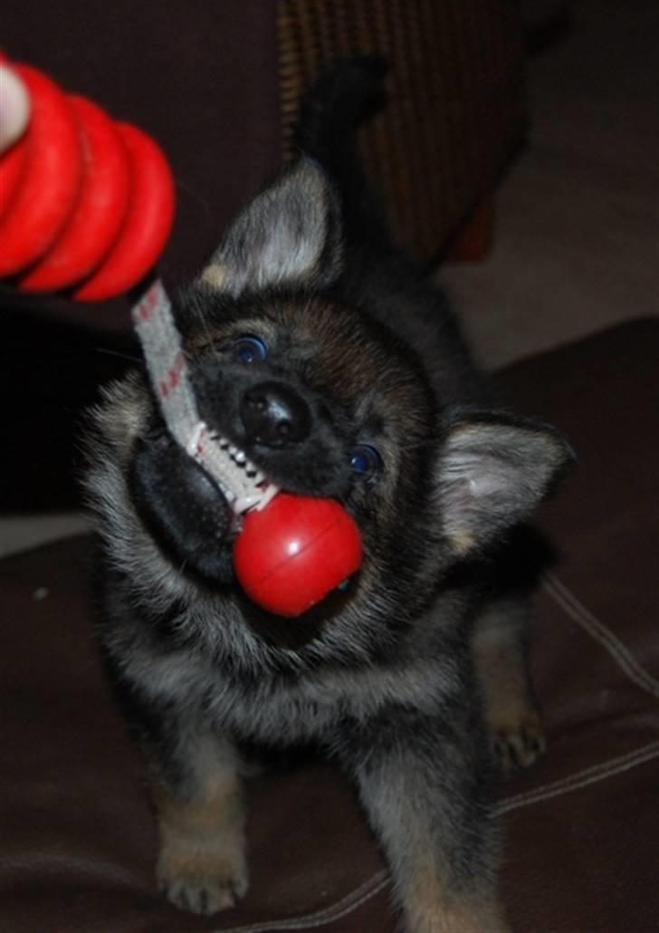 Schæferhund Hesselballe Olfert billede 4