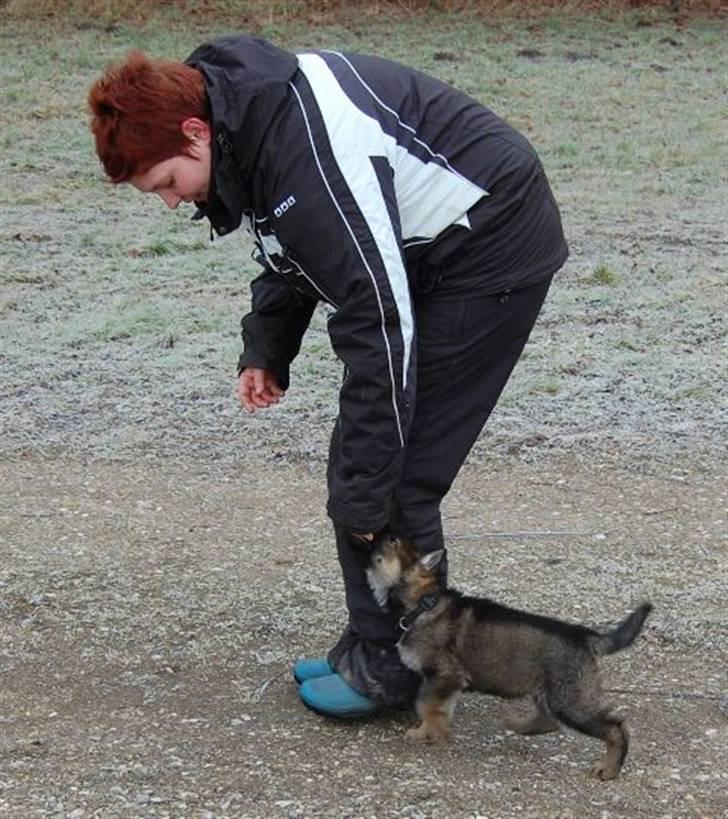 Schæferhund Hesselballe Olfert billede 5