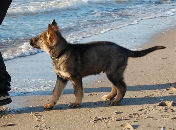 Schæferhund Hesselballe Olfert billede 6