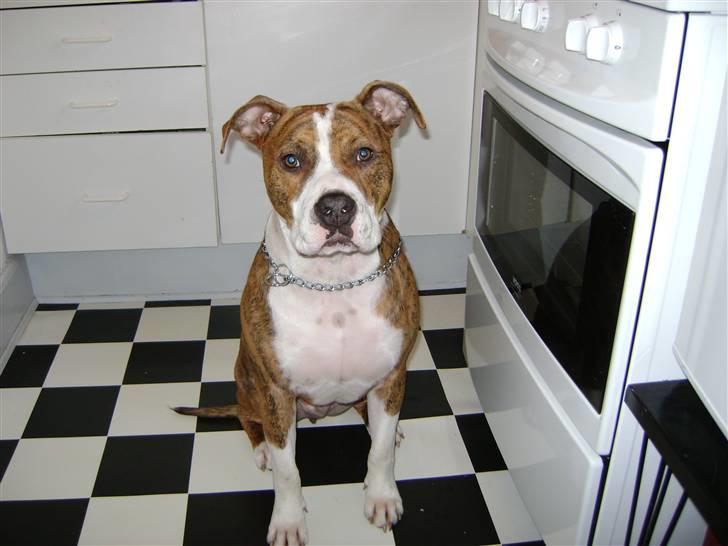 Amerikansk staffordshire terrier Ludvig - Venter på der snart er maaaaaaaaad :) billede 6