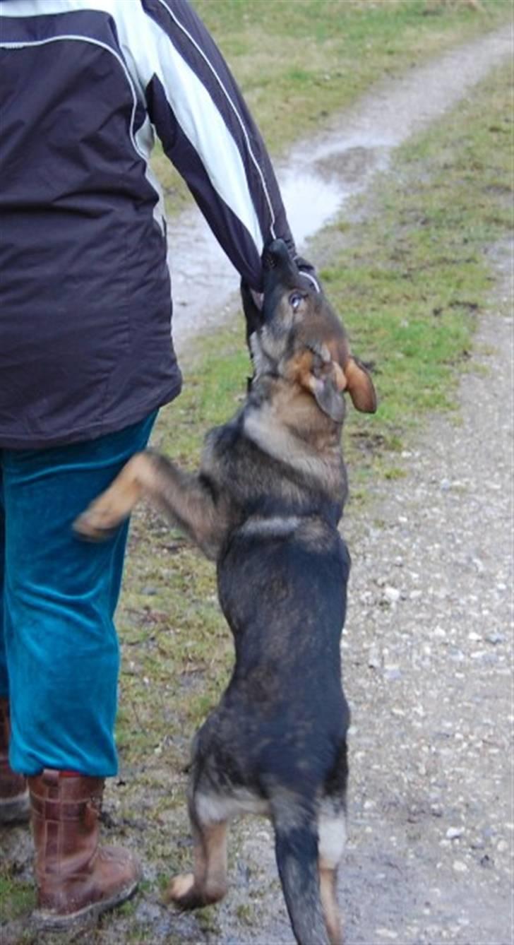 Schæferhund Hesselballe Olfert billede 8