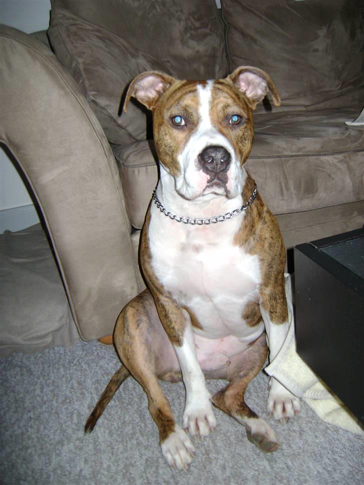 Amerikansk staffordshire terrier Ludvig - Passer lige på mors plads mens hun er ude og tisse billede 7