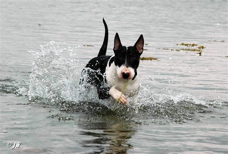 Bullterrier Anzesa Important Ingo - Godt Louis ikke druknede i det store hav ;-) billede 1