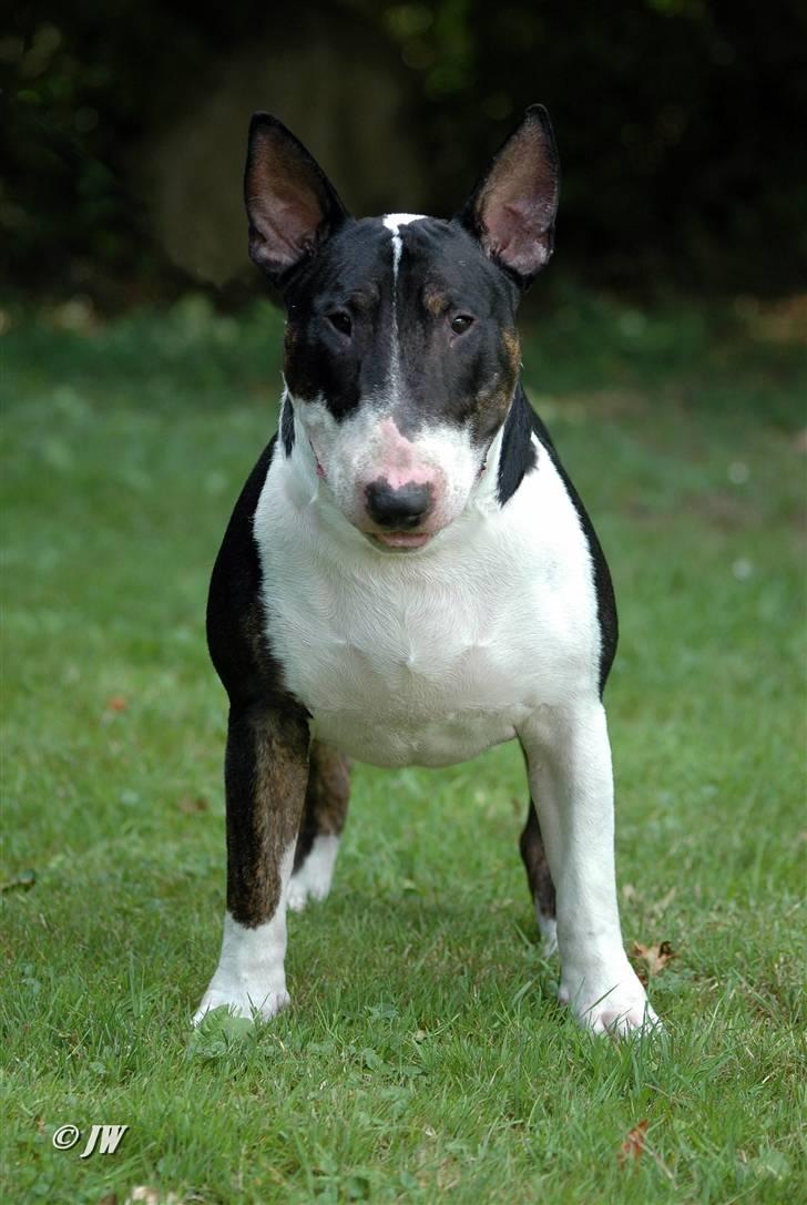 Bullterrier Anzesa Important Ingo - Louis front billede 2