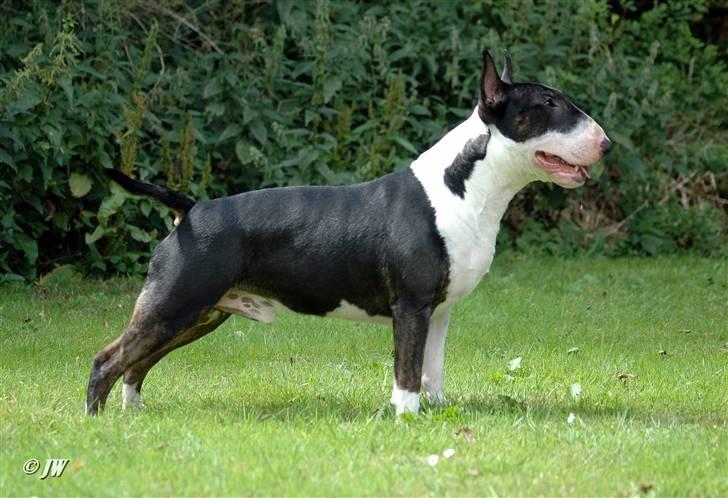 Bullterrier Anzesa Important Ingo - Louis 2008 billede 3