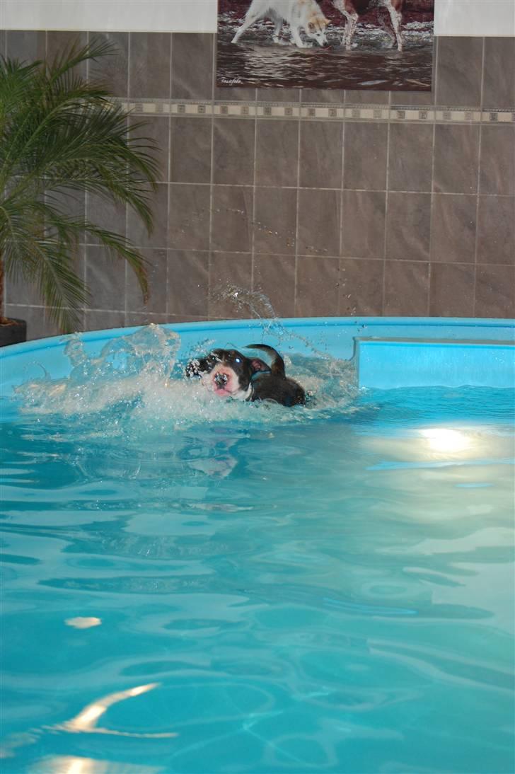 Bullterrier Anzesa Important Ingo - Louis i svømmehallen billede 4