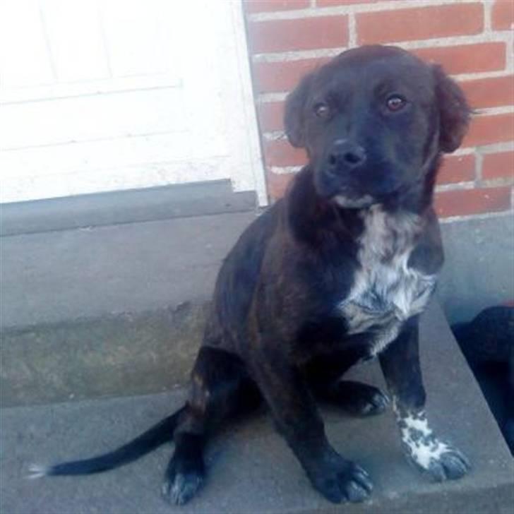 Blanding af racer Mascha billede 1