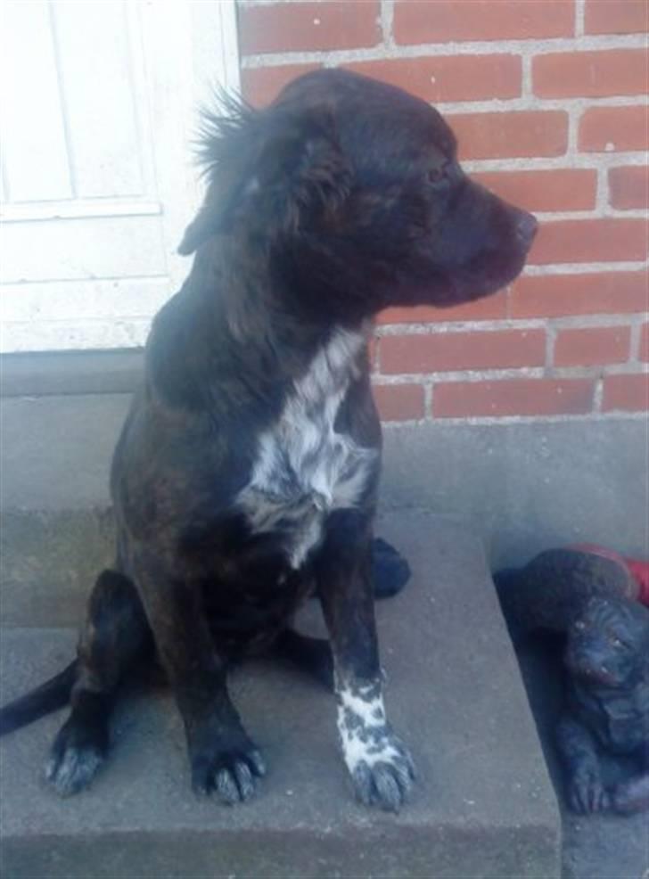 Blanding af racer Mascha billede 2